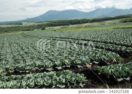 Cabbage field Cabbage field 142017188