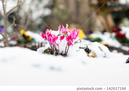 冬日雪中盛開的紅花 冬日雪中盛開的紅花 142017198