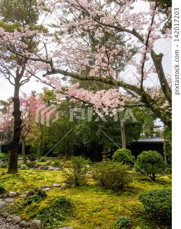 櫻花的風景 櫻花的風景 142017203