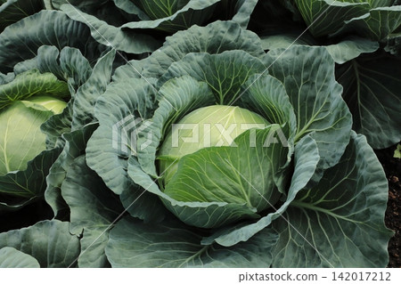 Cabbage field Cabbage field 142017212