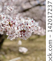 Cherry Blossoms	 142017237