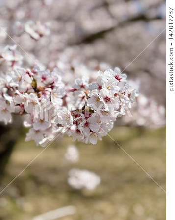 Cherry Blossoms	 142017237