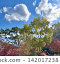 Autumn leaves 142017238