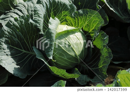 Cabbage field Cabbage field 142017399