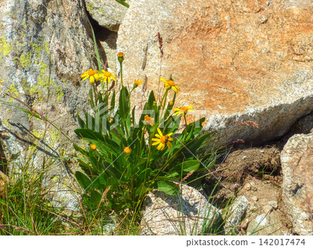 yellow blooming alpine flowers Arnica montana growing between rough granite rocks and stones in Pirin Mountains National Park Bulgaria horizontal closeup view under bright sunlight yellow blooming alpine flowers Arnica montana growing between rough granite rocks and stones in Pirin Mountains National Park Bulgaria horizontal closeup view under bright sunlight 142017474