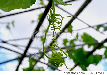 Tendrils found on plants of the Cucurbitaceae family Tendrils found on plants of the Cucurbitaceae family 142017561