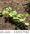 Sprouted coriander seedlings 142017582