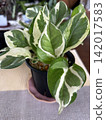 Beautiful variegated leaves of a houseplant 142017583
