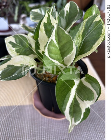 室內植物美麗的斑駁葉片 142017583