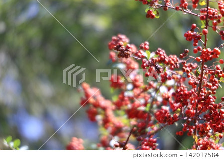 紅色水果 紅色水果 142017584