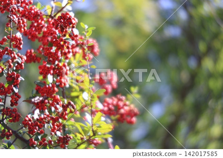 紅色水果 紅色水果 142017585