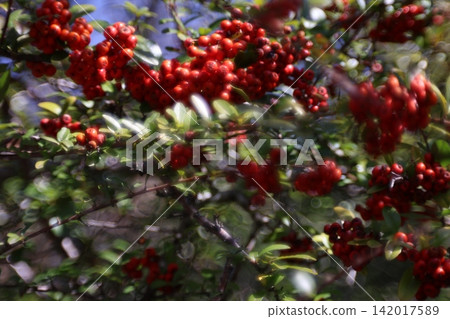 紅色水果 紅色水果 142017589