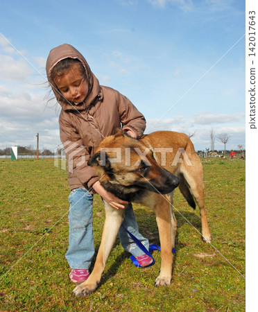 young belgian shepherd and little girl 142017643