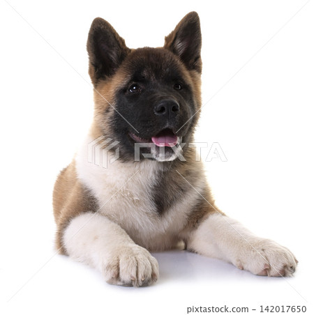 amerikan akita in studio amerikan akita in studio 142017650
