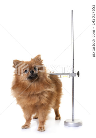 measuring rod and dog 142017652