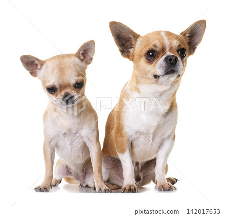 chihuahuas in studio 142017653