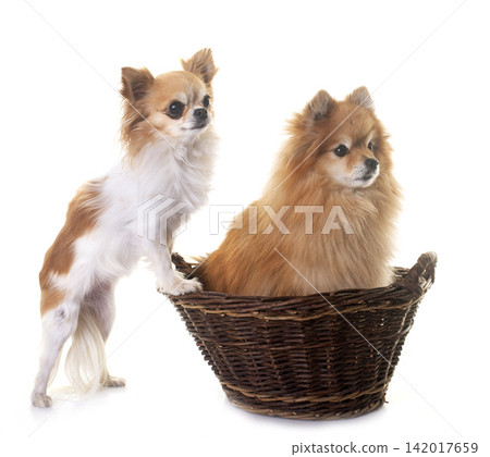 pomeranian and chihuahua in studio pomeranian and chihuahua in studio 142017659