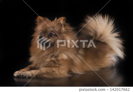 pomeranian in studio pomeranian in studio 142017662