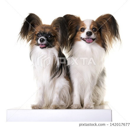 papillon dog in studio papillon dog in studio 142017677