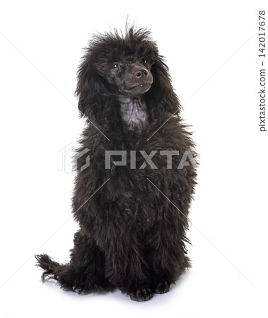puppy brown poodle 142017678