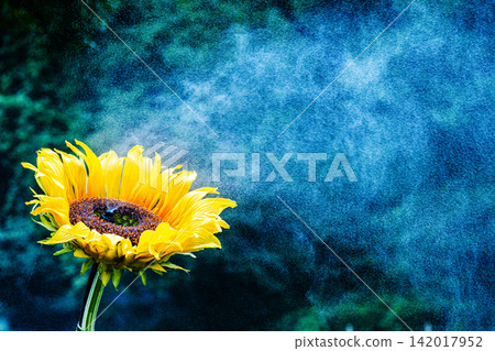 Close-up of sunflowers enveloped in mist 142017952