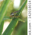 Predation of Abu 142018014