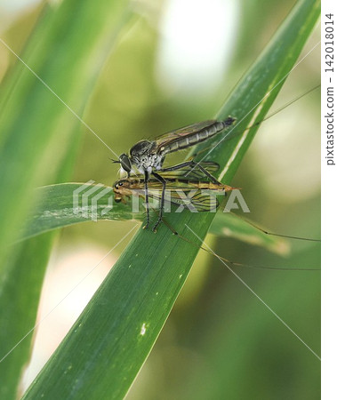 Predation of Abu Predation of Abu 142018014