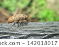 Cicada before emergence 142018017