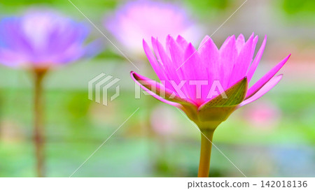 A refreshing and beautiful tropical water lily A refreshing and beautiful tropical water lily 142018136