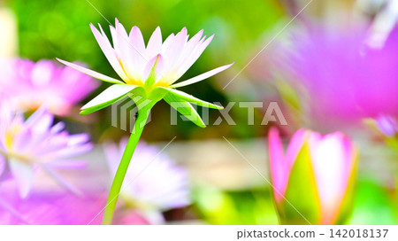 A refreshing and beautiful tropical water lily A refreshing and beautiful tropical water lily 142018137