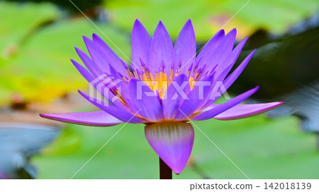 A refreshing and beautiful tropical water lily A refreshing and beautiful tropical water lily 142018139