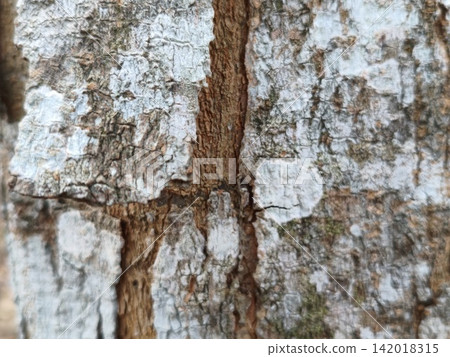bark of tree bark of tree 142018315