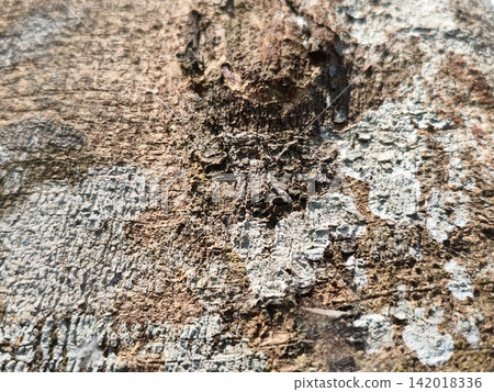 bark of tree bark of tree 142018336