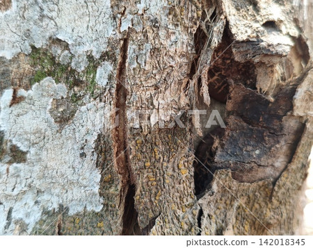 bark of tree bark of tree 142018345