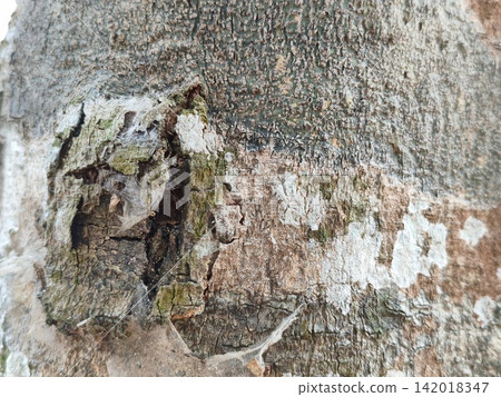bark of tree bark of tree 142018347