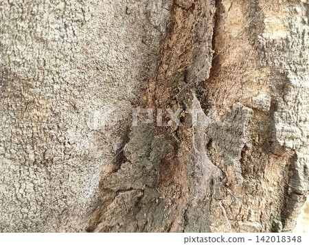 bark of tree 142018348