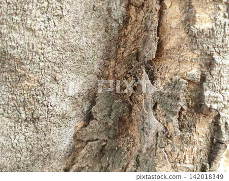 bark of tree bark of tree 142018349