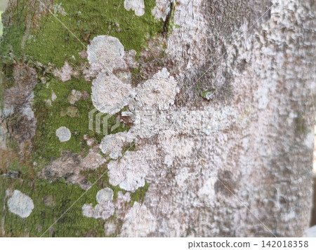 bark of tree bark of tree 142018358