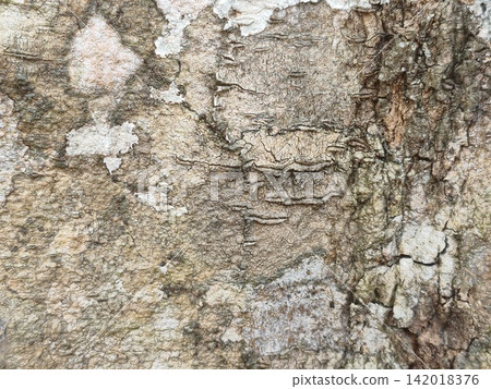 bark of tree bark of tree 142018376