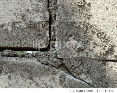 bark of tree bark of tree 142018380