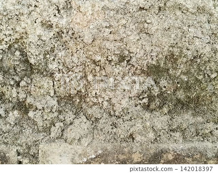bark of tree bark of tree 142018397
