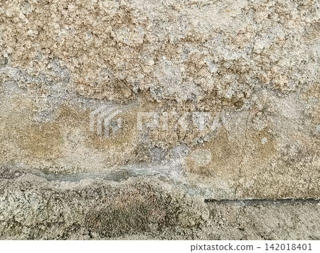 bark of tree bark of tree 142018401