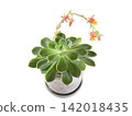 A close-up of an Echeveria (succulent plant) in bloom. 142018435