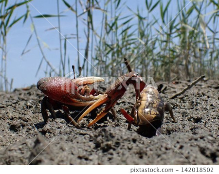 I wonder if it's a fight between fiddler crabs? I wonder if it's a fight between fiddler crabs? 142018502