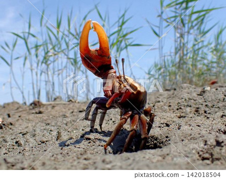 Fiddler crabs that attract the tide Fiddler crabs that attract the tide 142018504