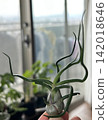 A close-up of a spiraling Tillandsia (air plant) 142018646