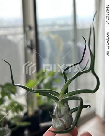 A close-up of a spiraling Tillandsia (air plant) A close-up of a spiraling Tillandsia (air plant) 142018646
