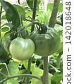 A close-up of a fresh green tomato. 142018648