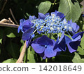 Bright blue hydrangea close-up 142018649