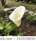 White calla lilies after the rain 142018650